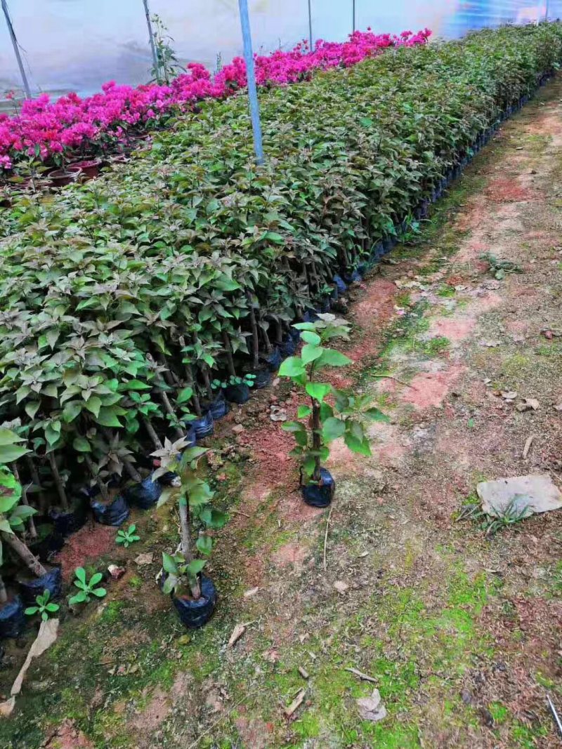 三角梅苗20万棵大量批发