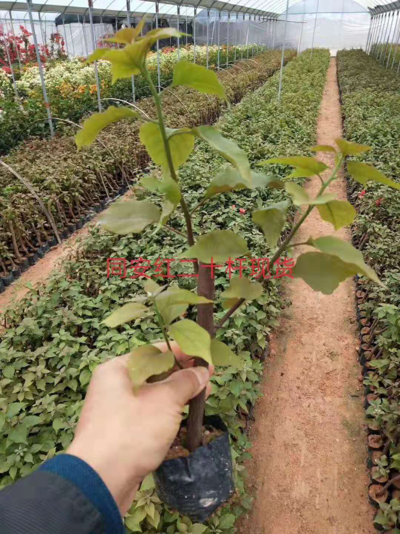 三角梅苗20万棵大量批发