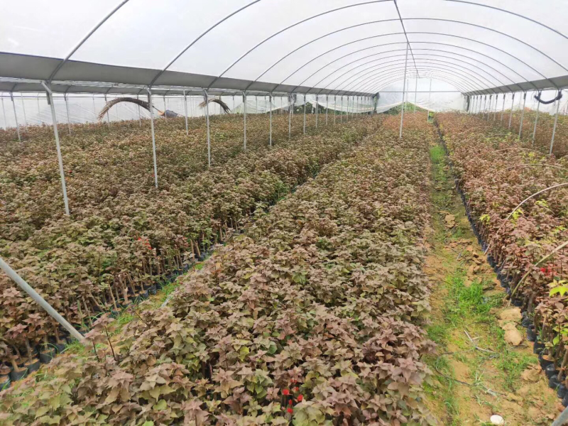 三角梅苗20万棵大量批发