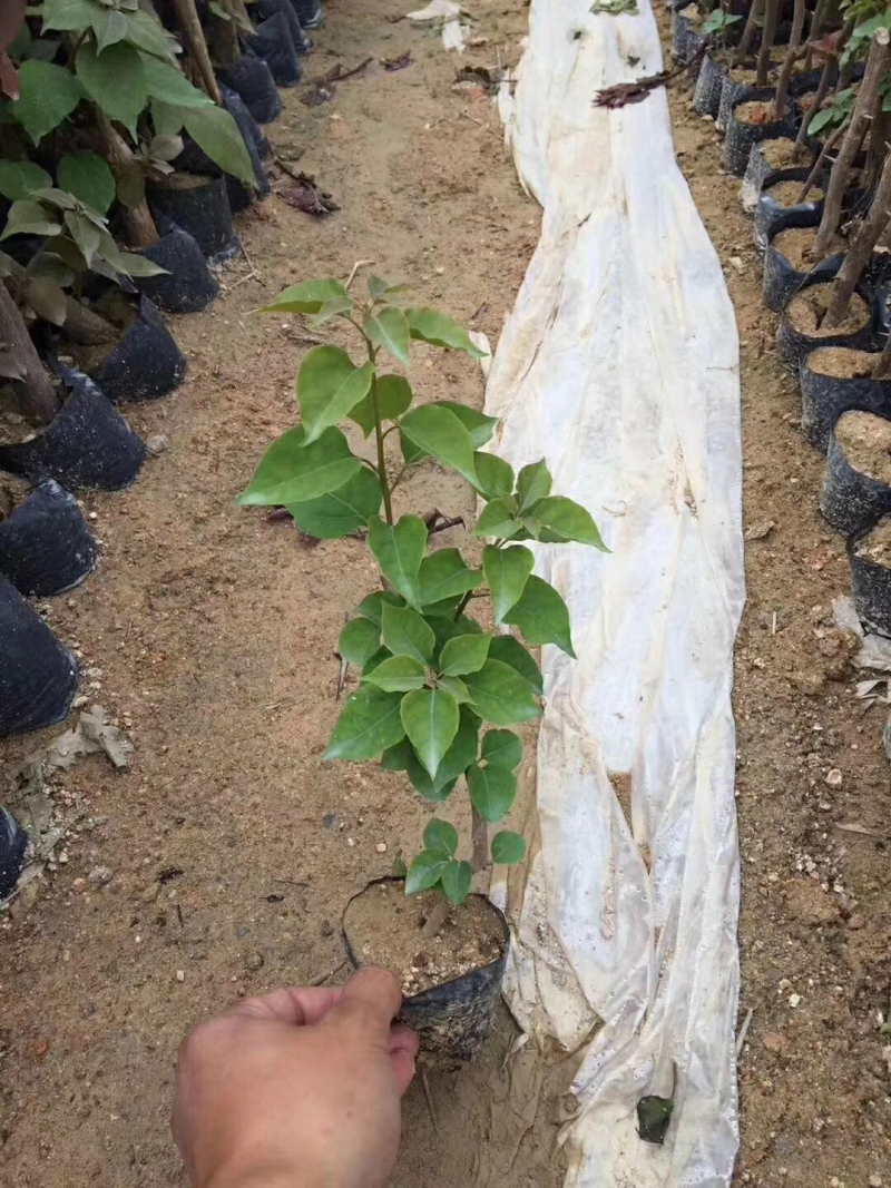 三角梅苗20万棵大量批发