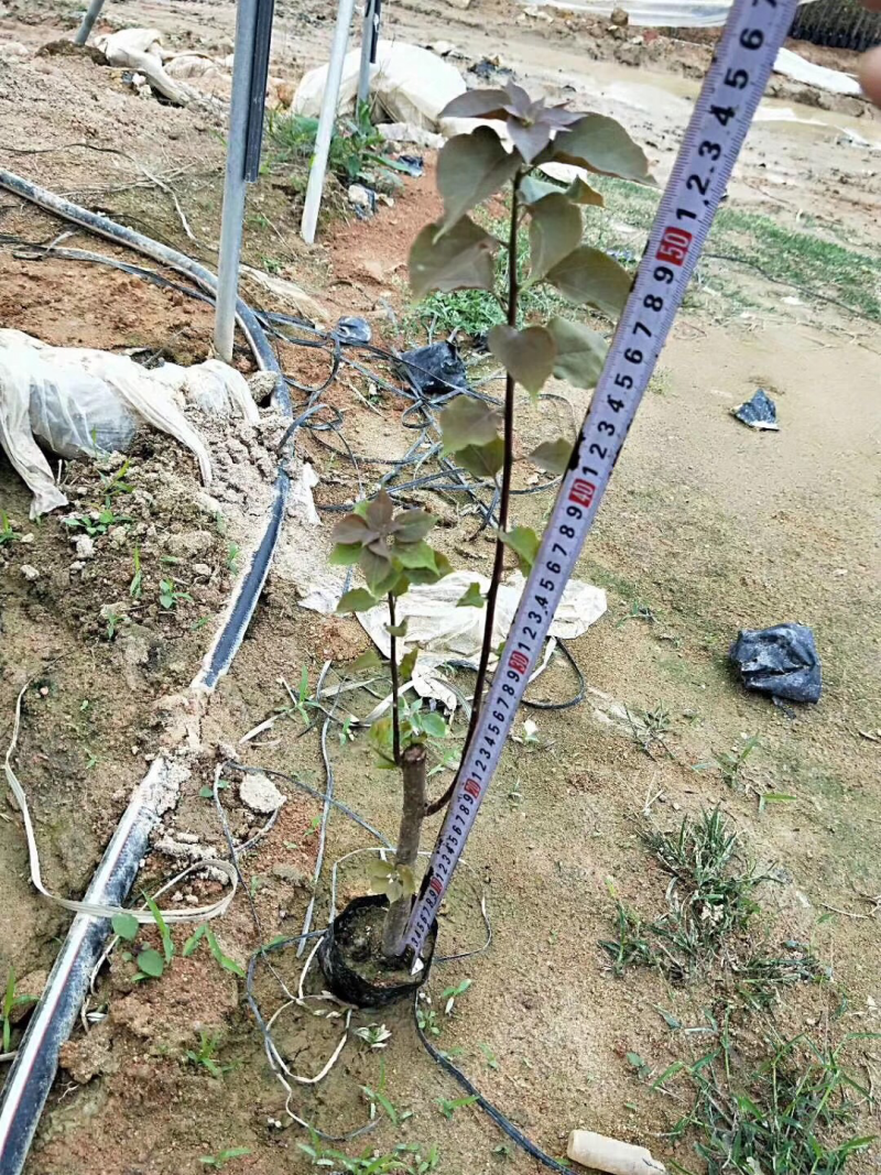 三角梅苗20万棵大量批发