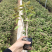 三角梅苗20万棵大量批发