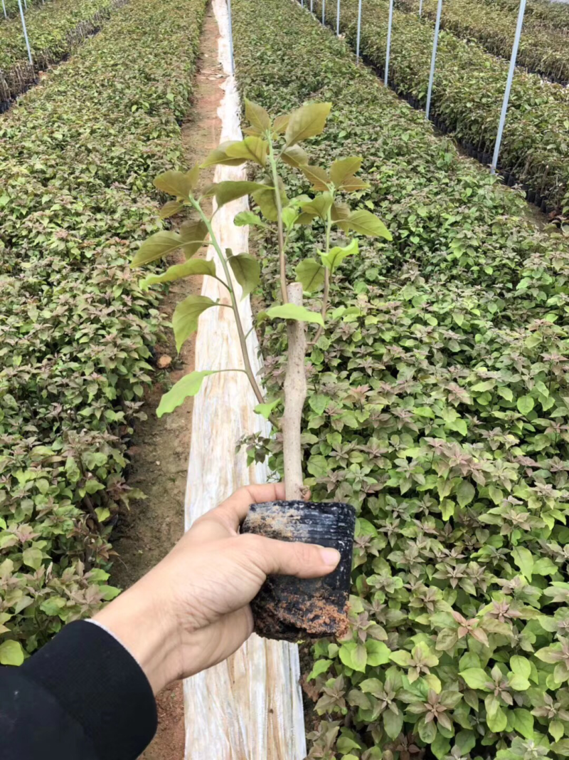 三角梅苗20万棵大量批发