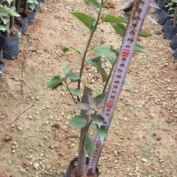 三角梅苗20万棵大量批发