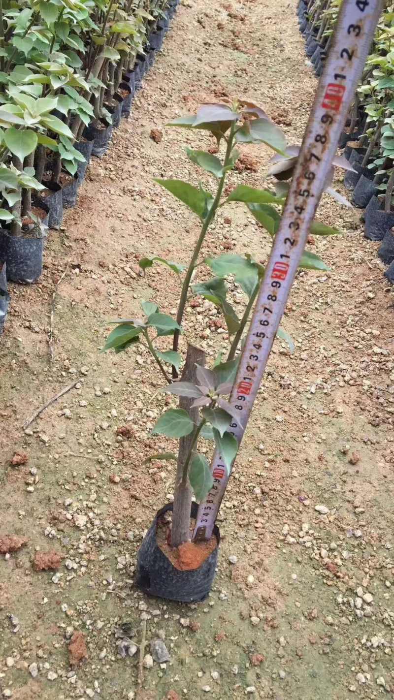 三角梅苗20万棵大量批发