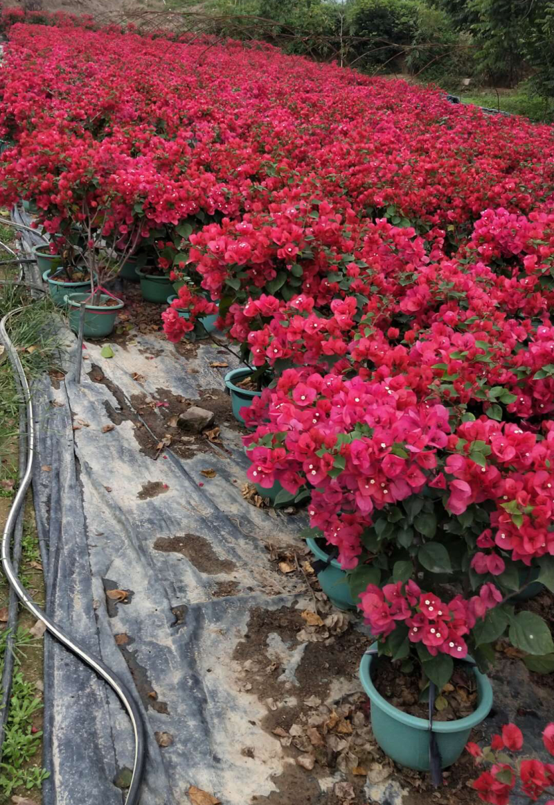 三角梅苗20万棵大量批发