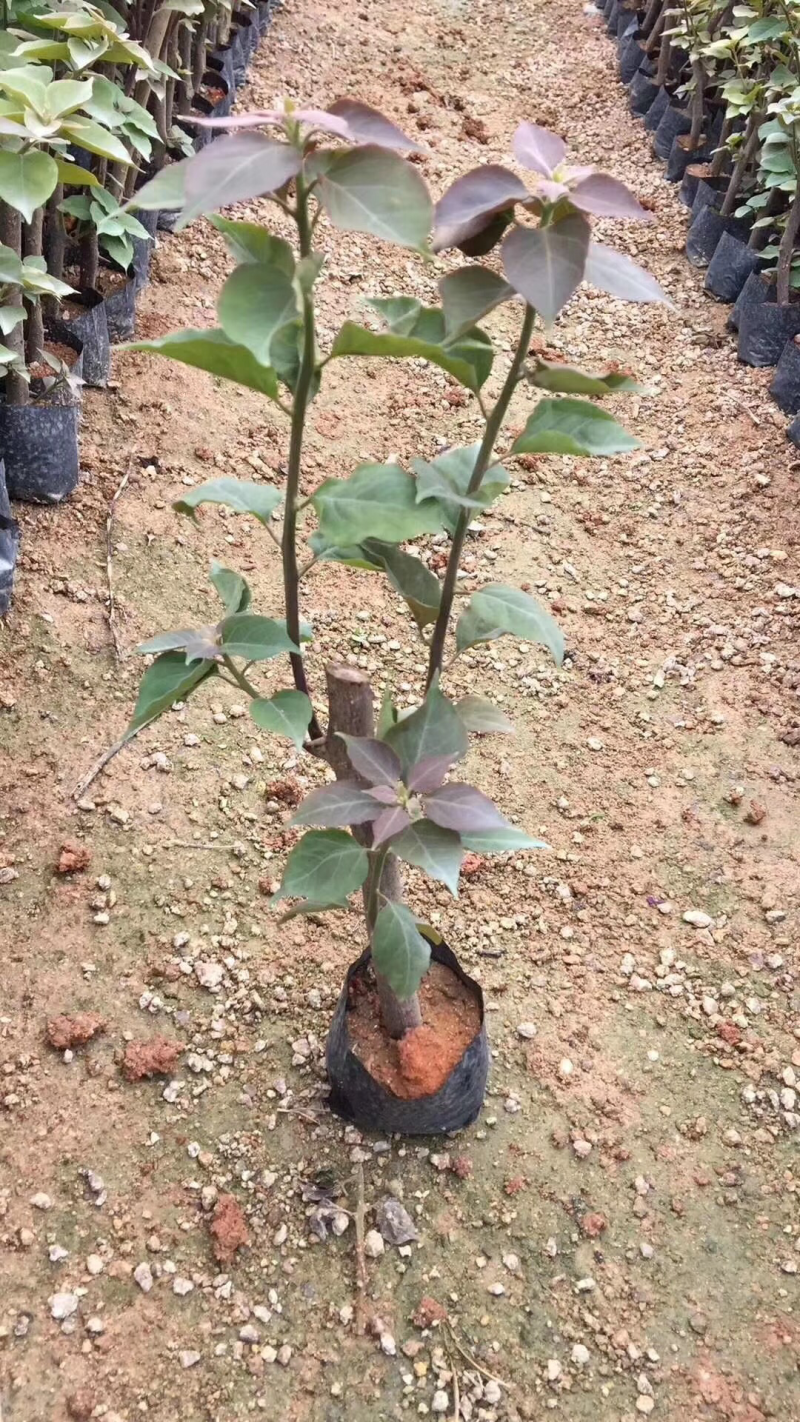 三角梅苗20万棵大量批发