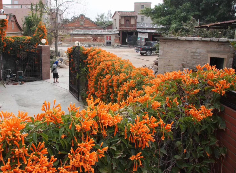 炮仗花20元棵基地大量批发