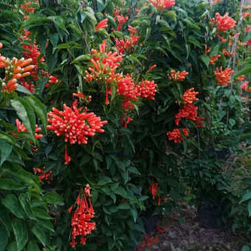炮仗花20元棵基地大量批发