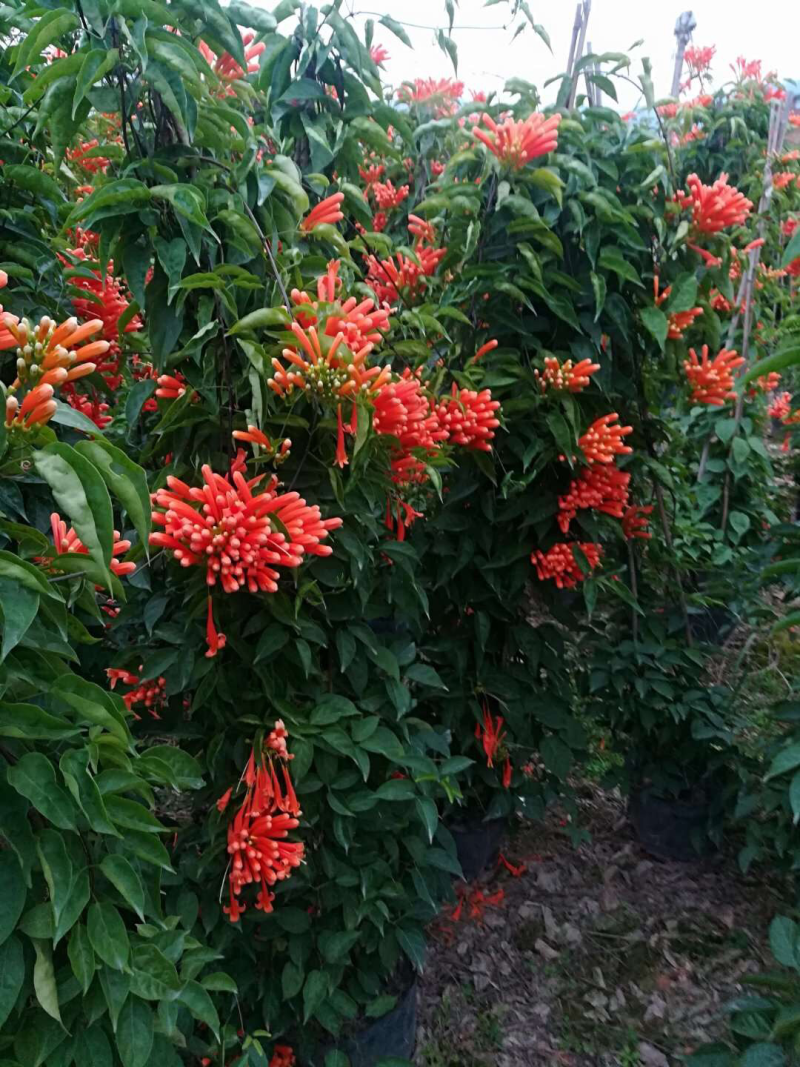 炮仗花20元棵基地大量批发