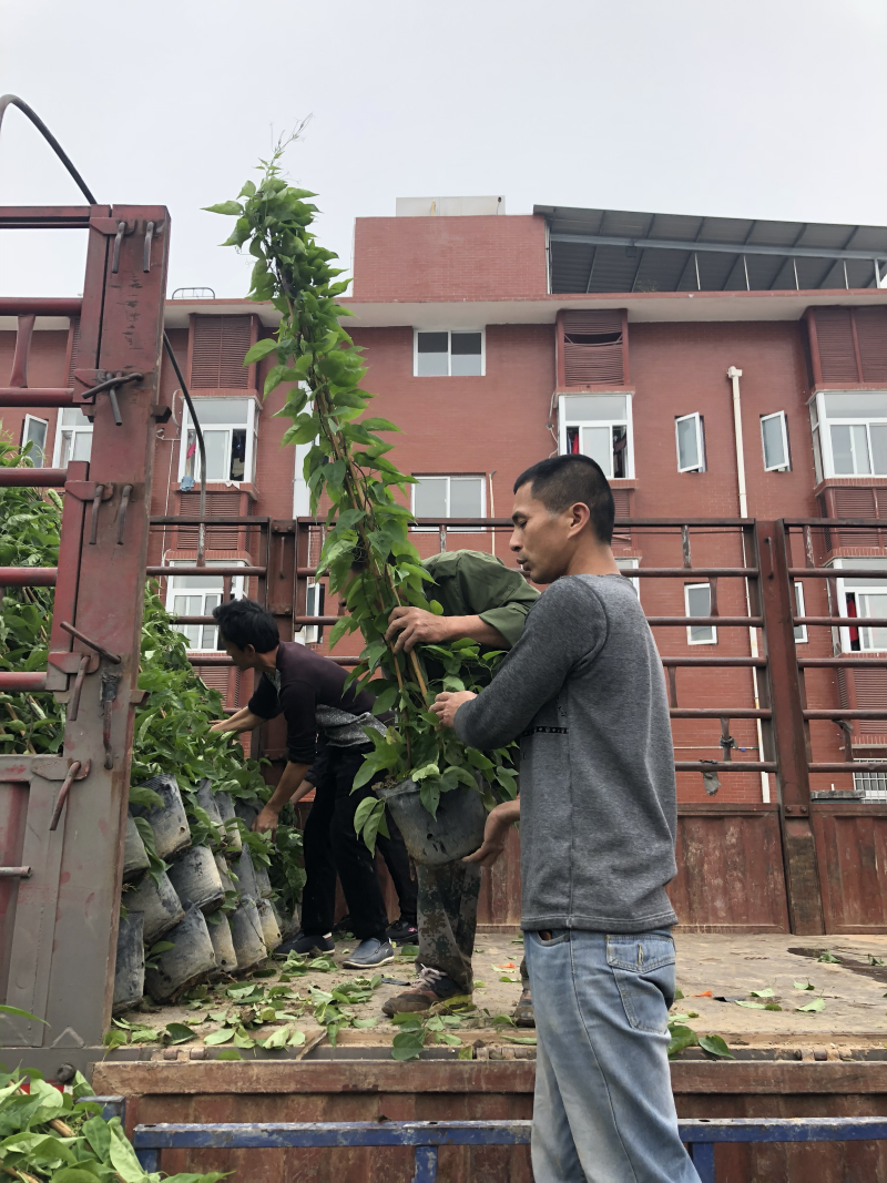 炮仗花20元棵基地大量批发