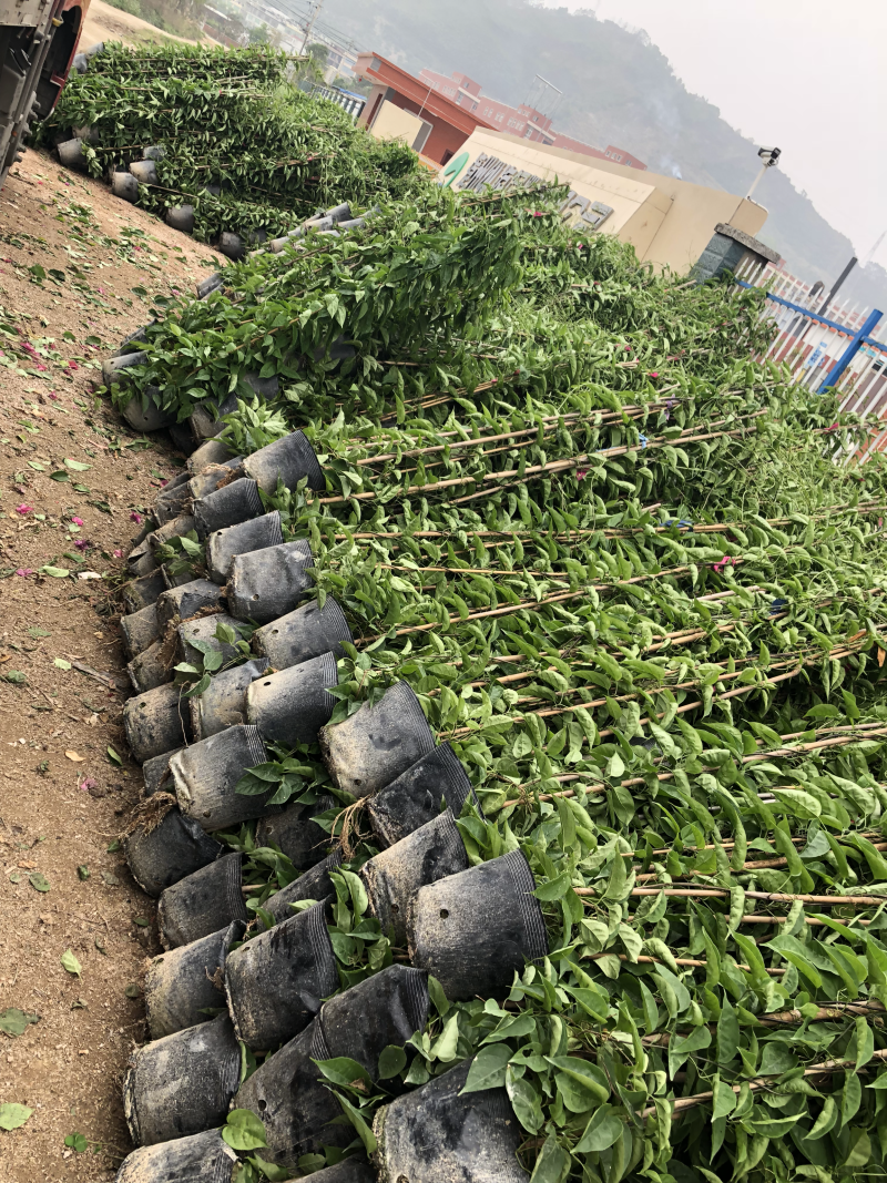炮仗花20元棵基地大量批发