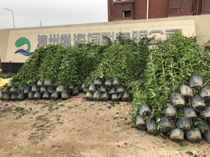 炮仗花20元棵基地大量批发
