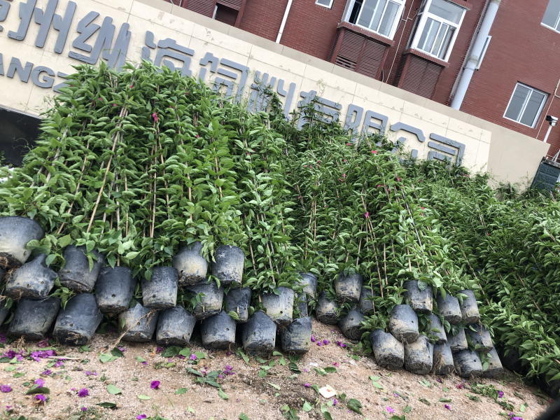 炮仗花20元棵基地大量批发