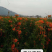 炮仗花20元棵基地大量批发