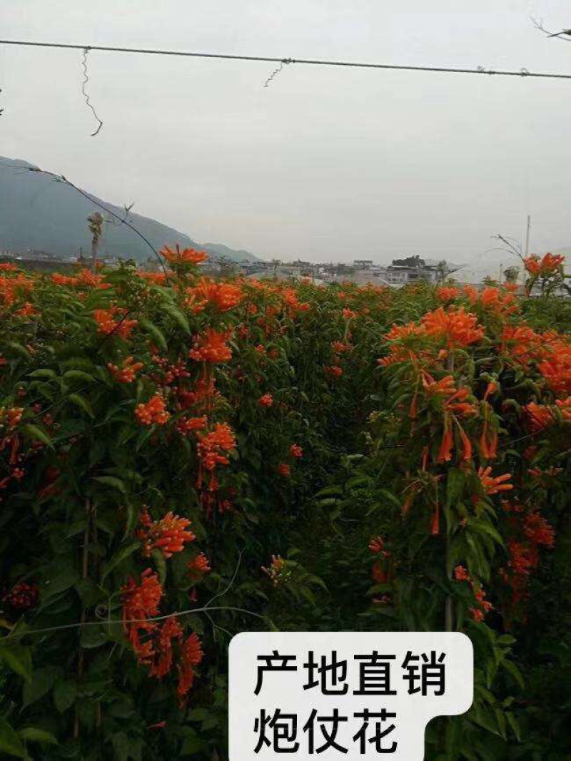 炮仗花20元棵基地大量批发