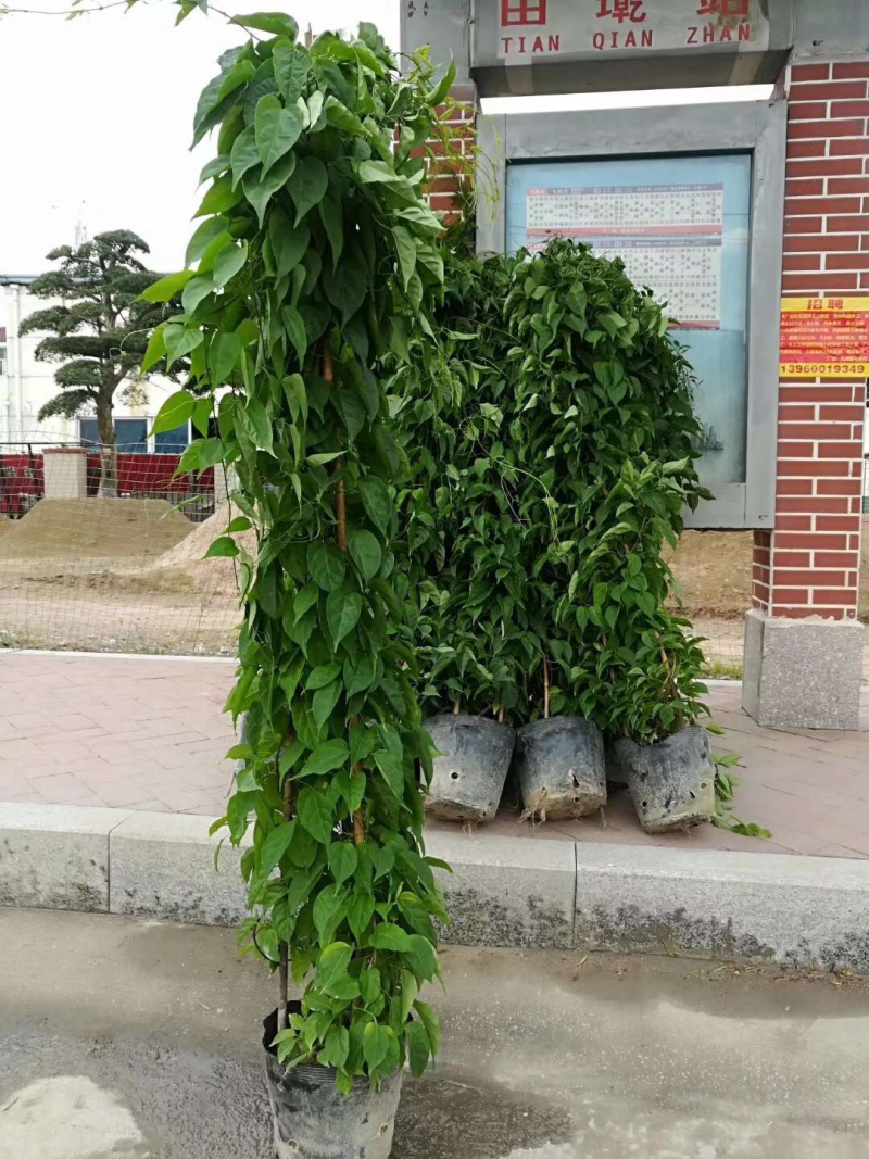 炮仗花20元棵基地大量批发