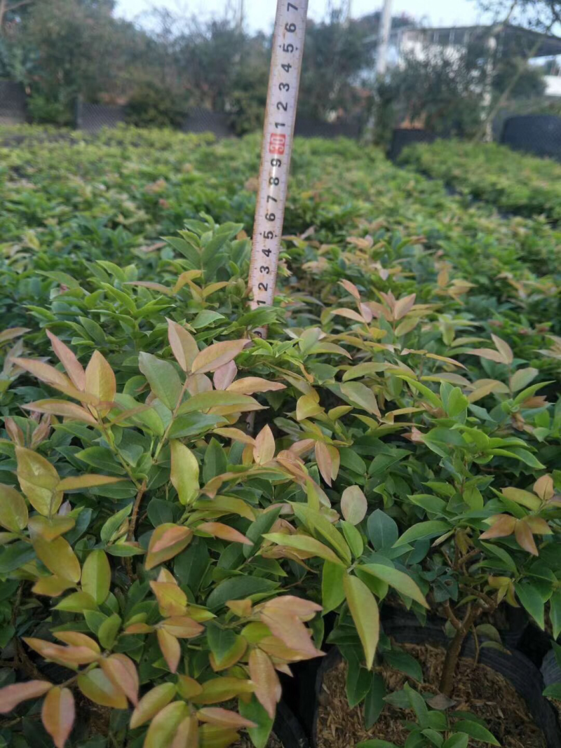 树葡萄苗