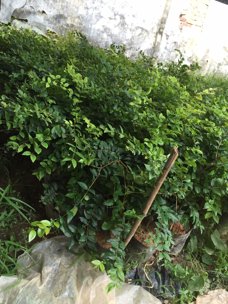 树葡萄苗