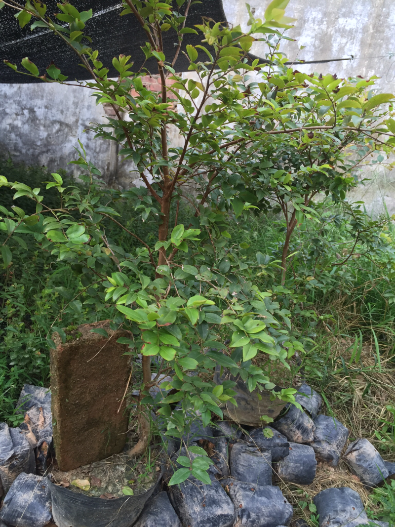 树葡萄苗