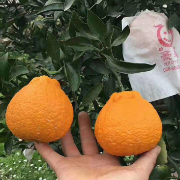 丑橘