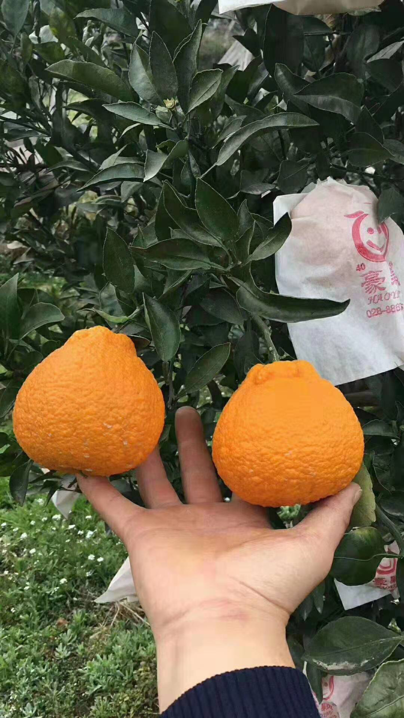 丑橘