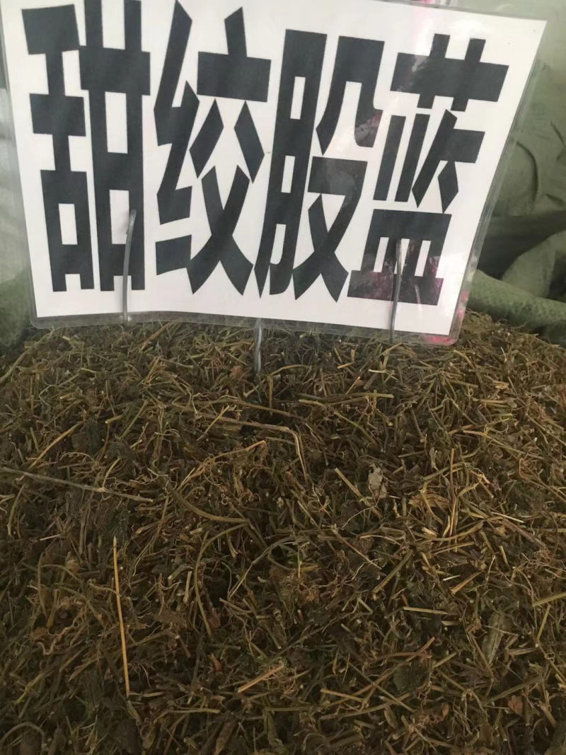 广西甜绞股蓝