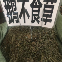 广西鹅不食草
