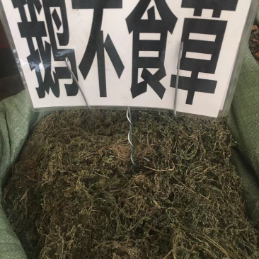 广西鹅不食草