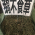 广西鹅不食草