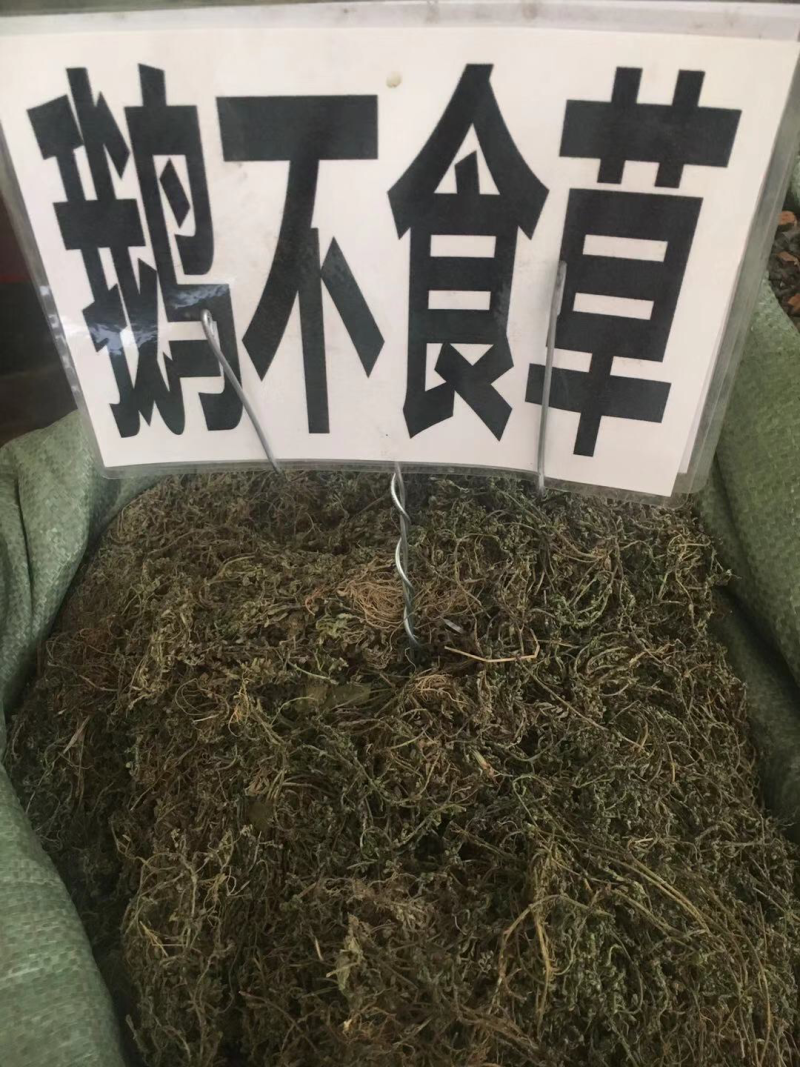 广西鹅不食草