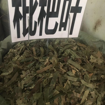 广西枇杷叶