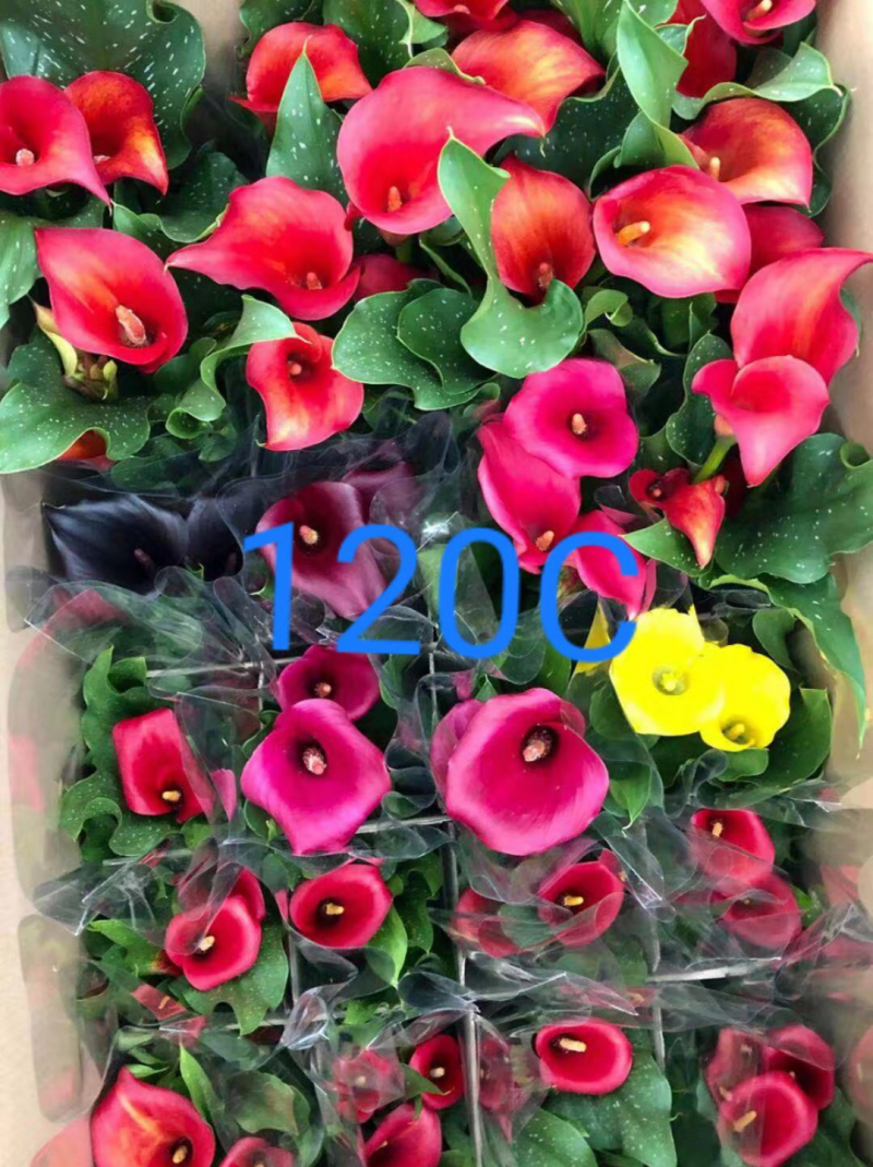马蹄莲
