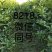 现货柑橘苗，橙子苗