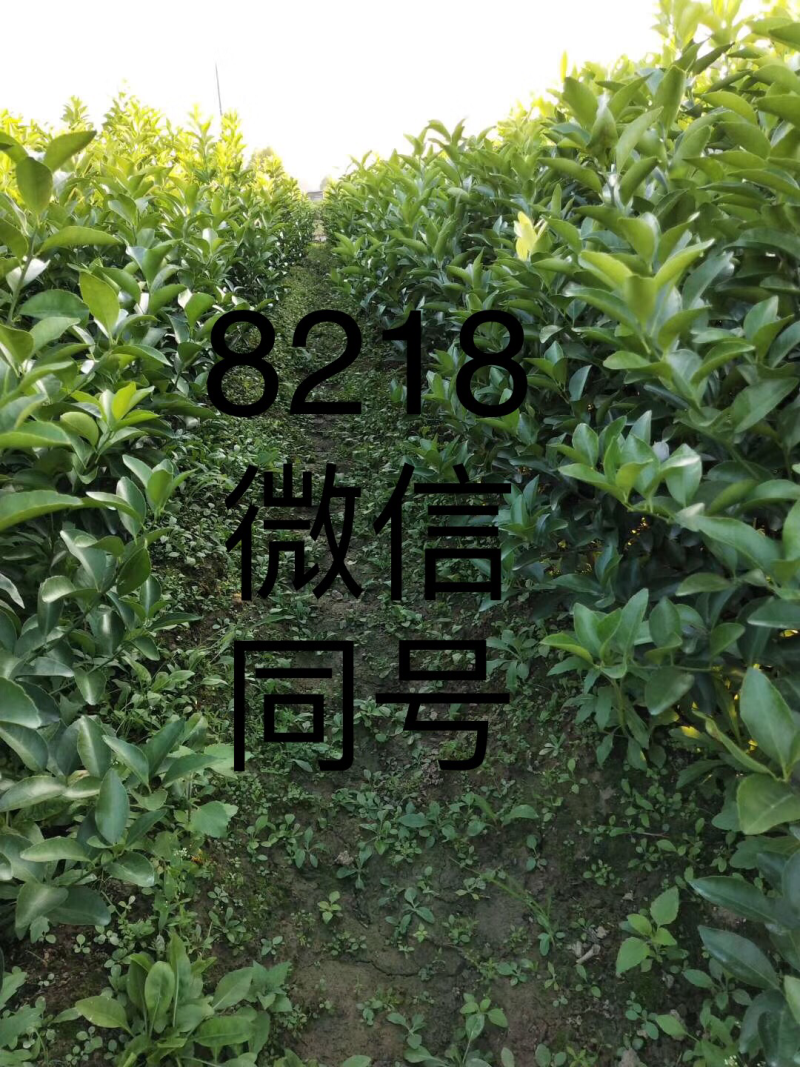 现货柑橘苗，橙子苗
