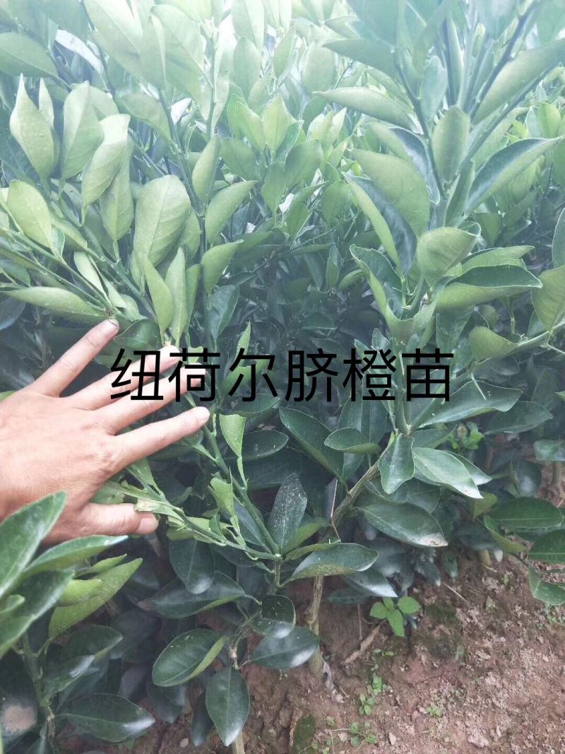 现货柑橘苗，橙子苗