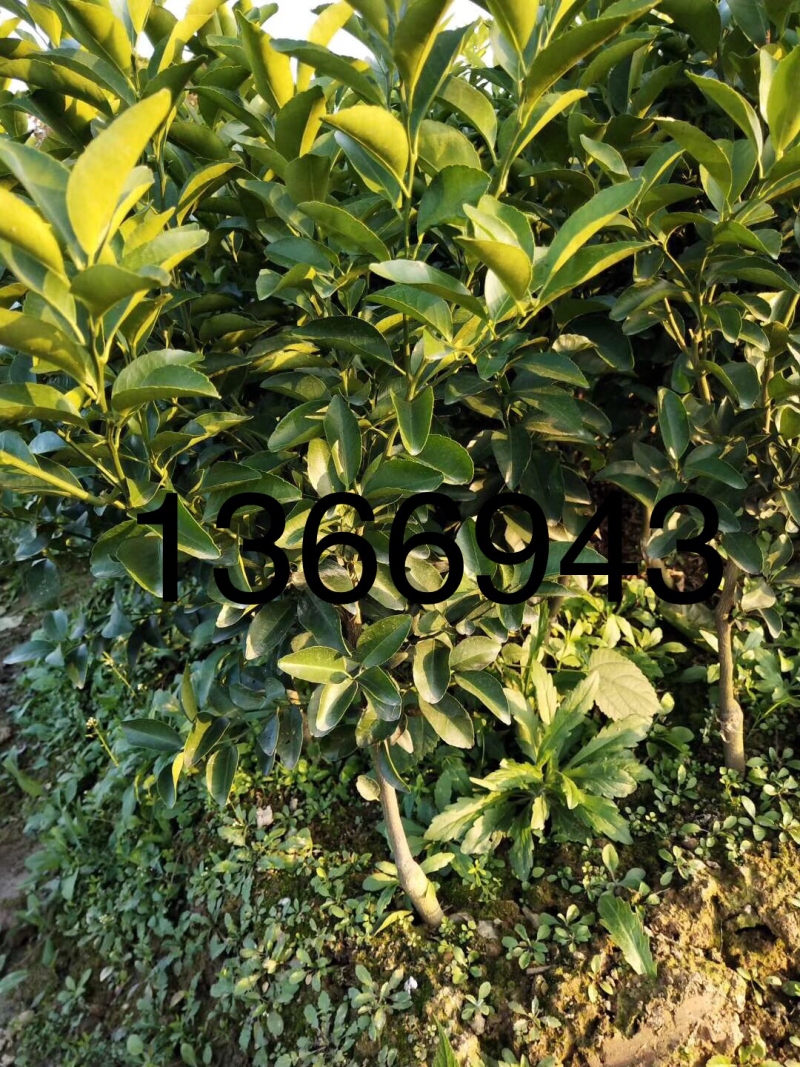 现货柑橘苗，橙子苗