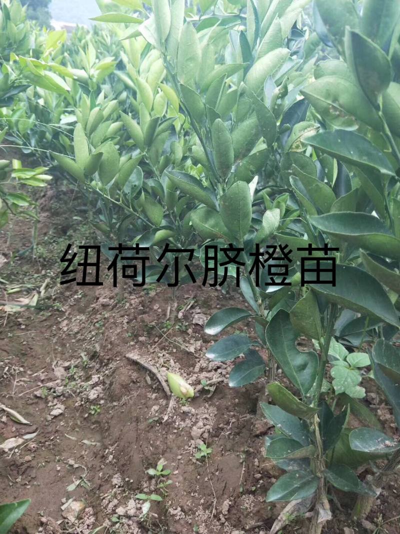 现货柑橘苗，橙子苗