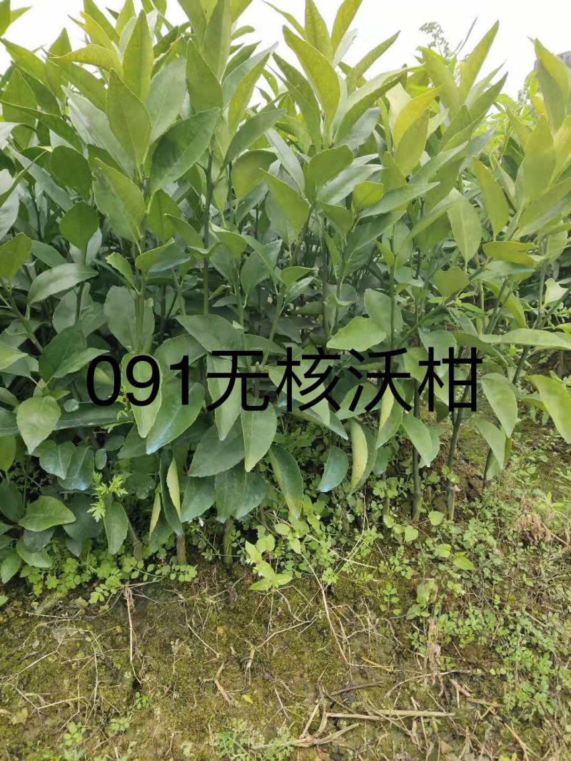 现货柑橘苗，橙子苗