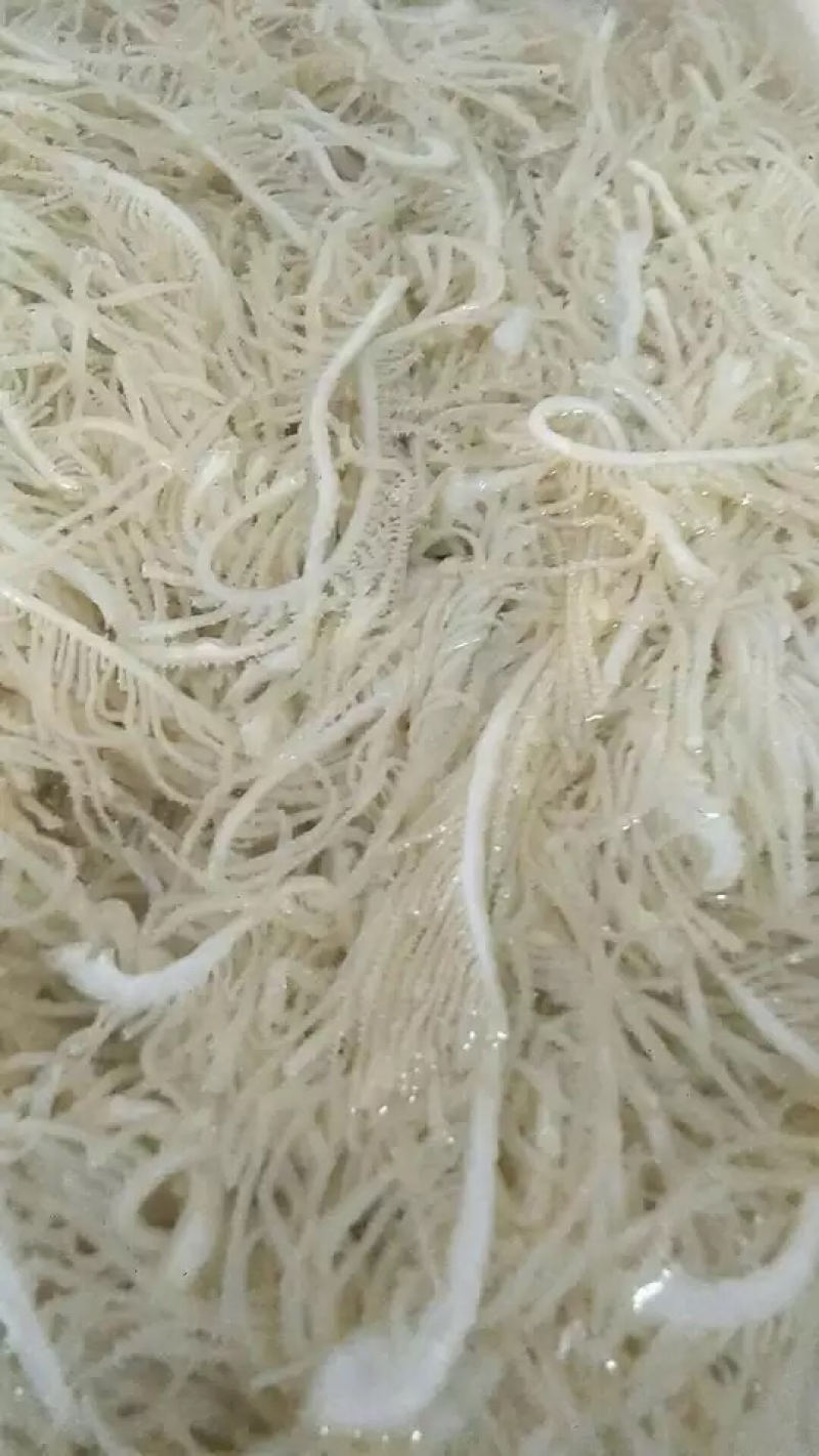 水发白千层白毛肚重庆串串店火锅食材必备