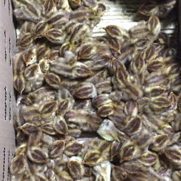 鹌鹑苗