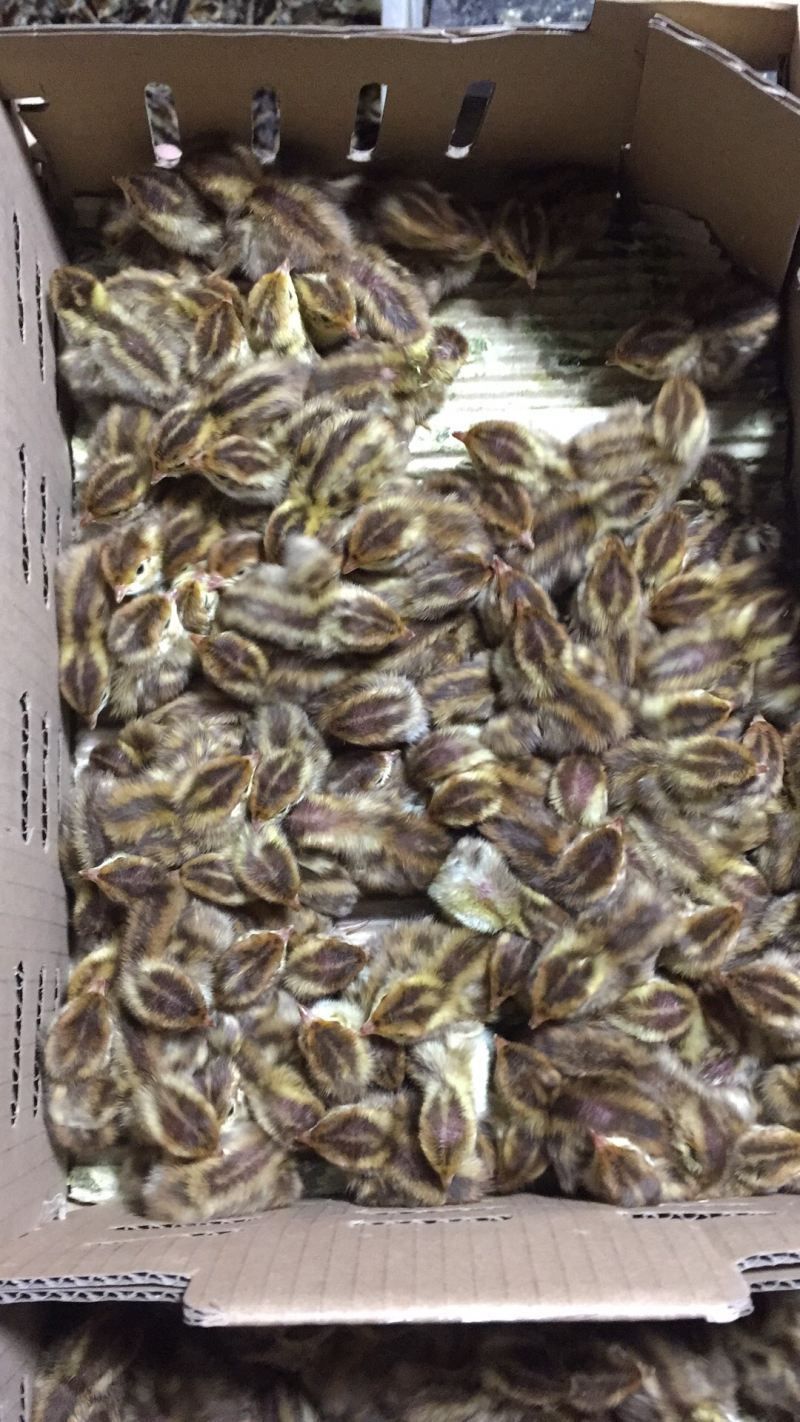 鹌鹑苗