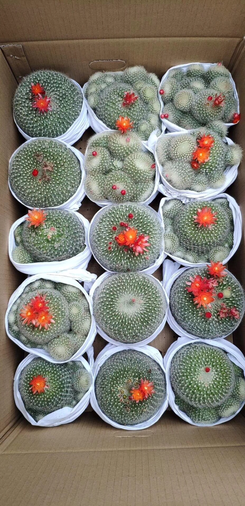 仙人球拼装，白雪光、香美玉