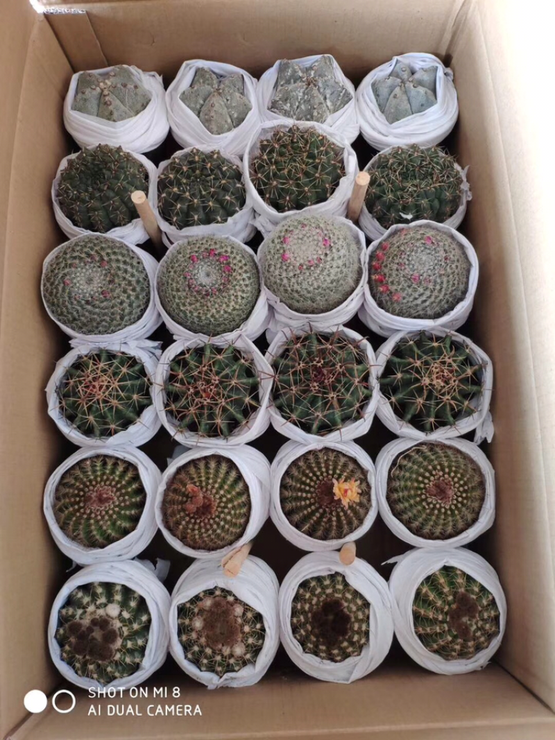 仙人球拼装，白雪光、香美玉