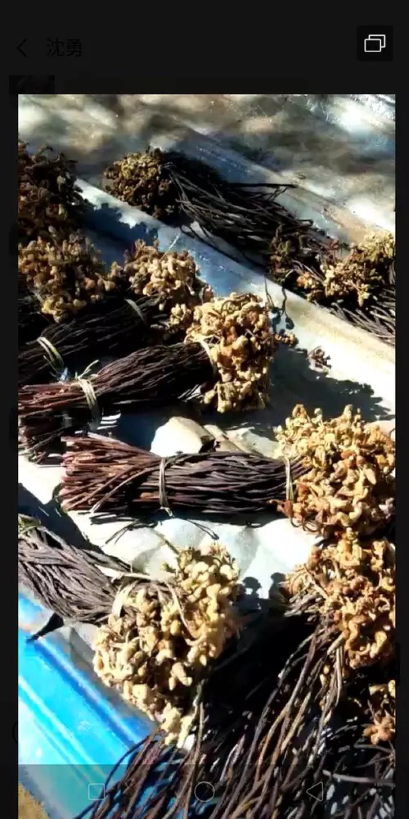 龙爪菜
