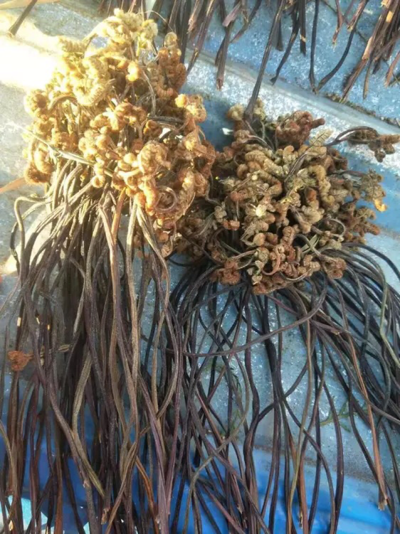 龙爪菜