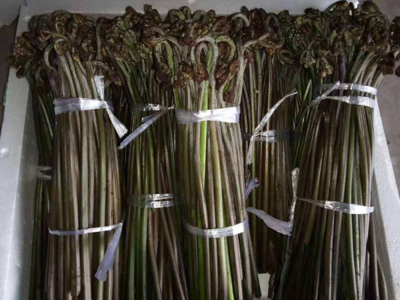 龙爪菜