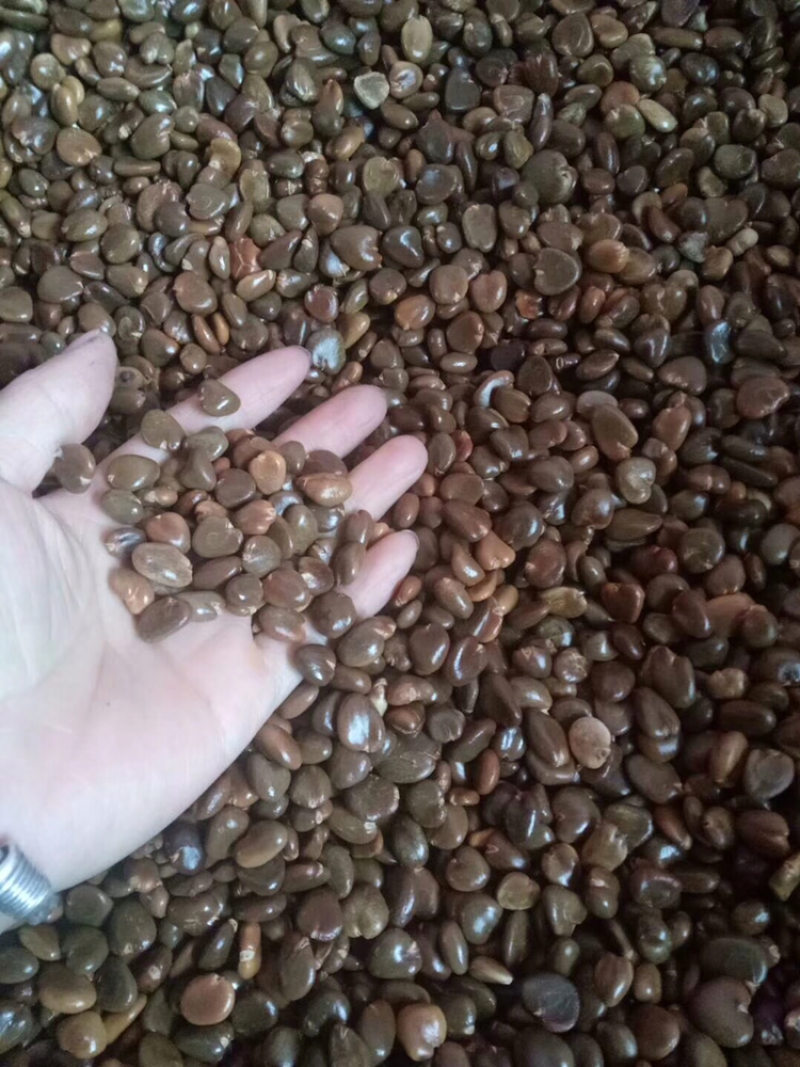黑老虎种子布福娜种子质量可靠欢迎上门验货