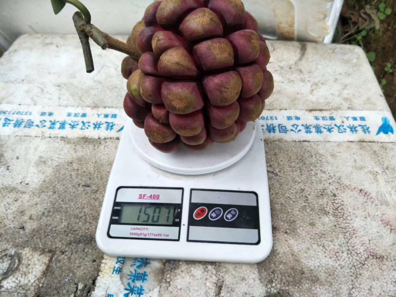 黑老虎种子布福娜种子质量可靠欢迎上门验货