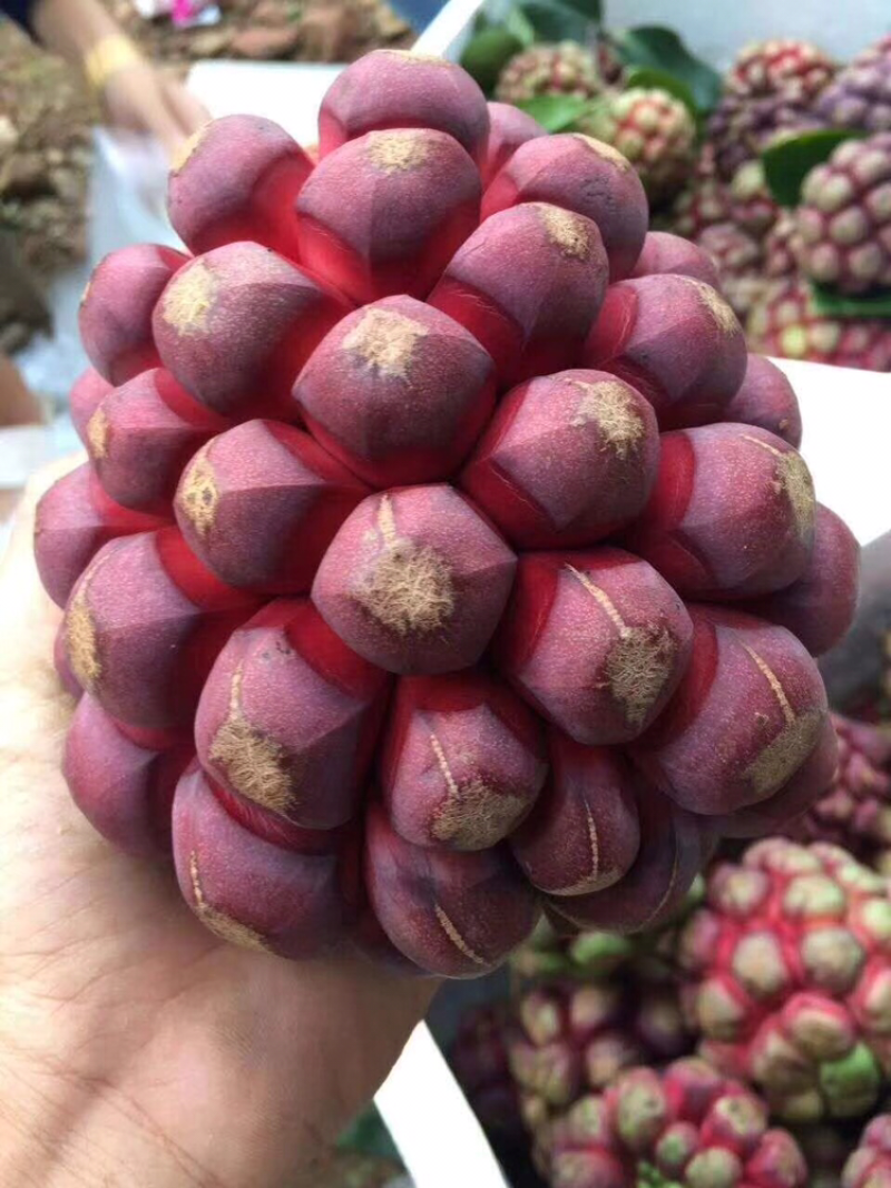 黑老虎种子布福娜种子质量可靠欢迎上门验货